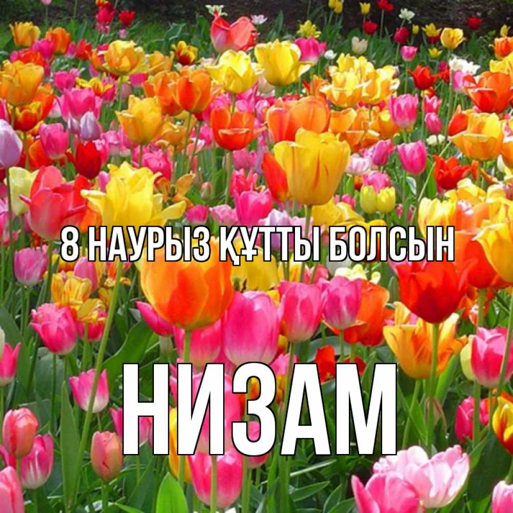 Күн сайын ашық хат с именем, НИЗАМ 8 наурыз құтты болсын на международный женский день Онлайн тегін жүктеп алу тілектері бар керемет карта 