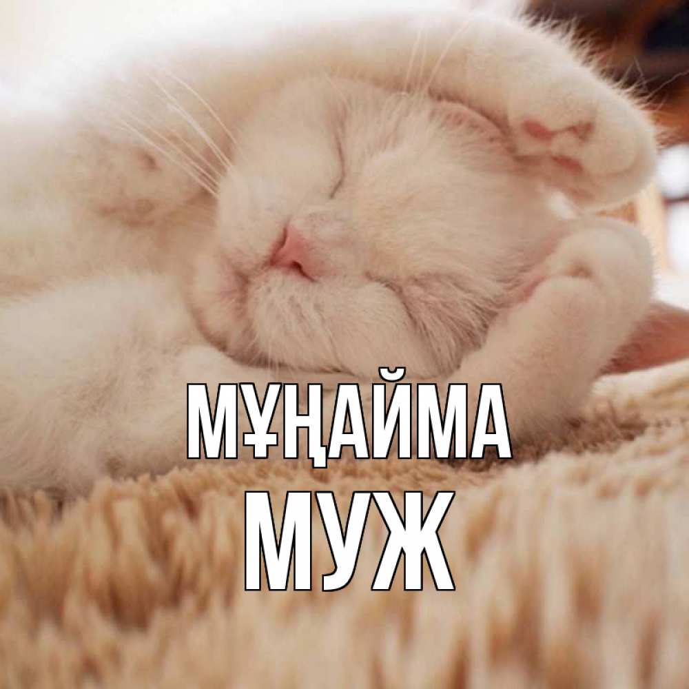 Күн сайын ашық хат с именем, Муж Мұңайма белый кот Онлайн тегін жүктеп алу тілектері бар керемет карта 