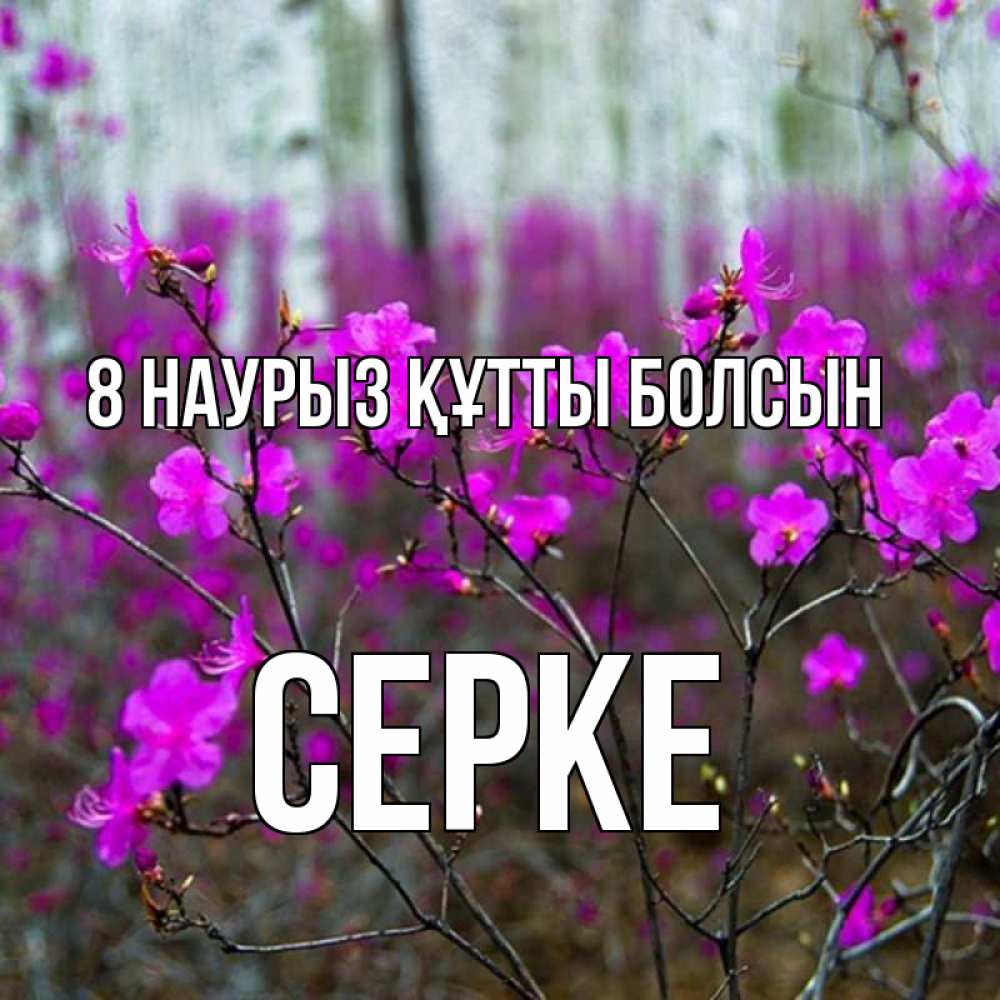 Күн сайын ашық хат с именем, СЕРКЕ 8 наурыз құтты болсын дикие цветы Онлайн тегін жүктеп алу тілектері бар керемет карта 