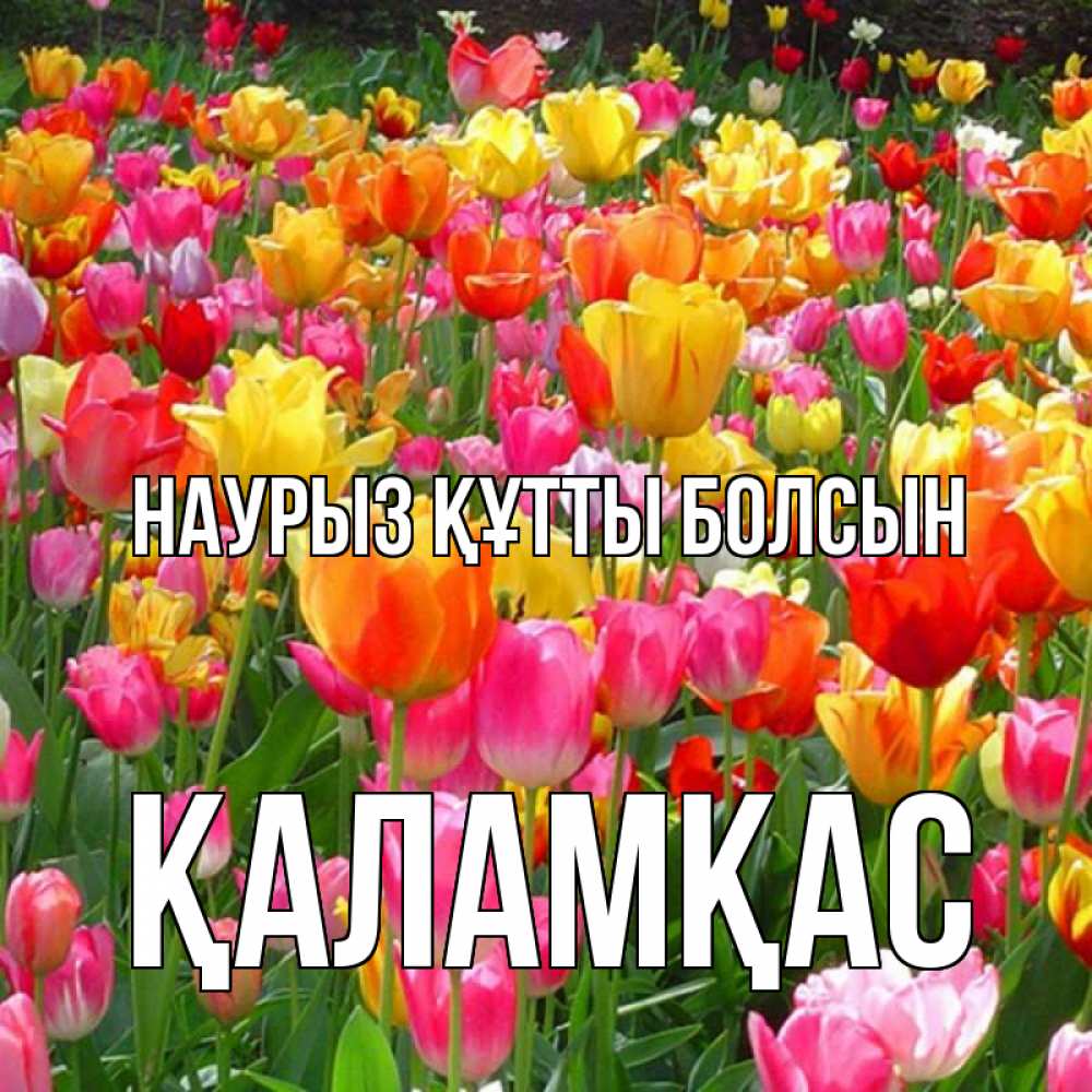 Күн сайын ашық хат с именем, ҚАЛАМҚАС Наурыз құтты болсын на наурыз  ура ура Онлайн тегін жүктеп алу тілектері бар керемет карта 