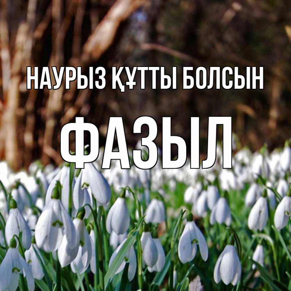 Күн сайын ашық хат с именем, ФАЗЫЛ Наурыз құтты болсын с подснежниками 1 Онлайн тегін жүктеп алу тілектері бар керемет карта 