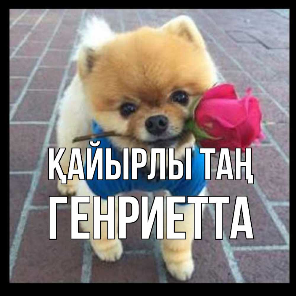 Күн сайын ашық хат с именем, Генриетта Қайырлы таң роза в зубах Онлайн тегін жүктеп алу тілектері бар керемет карта 