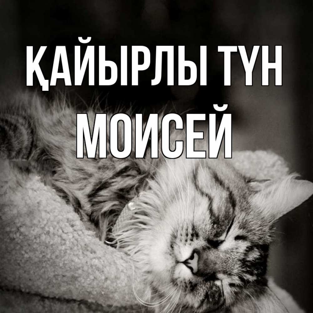 Күн сайын ашық хат с именем, Моисей Қайырлы түн котярик пушистый Онлайн тегін жүктеп алу тілектері бар керемет карта 