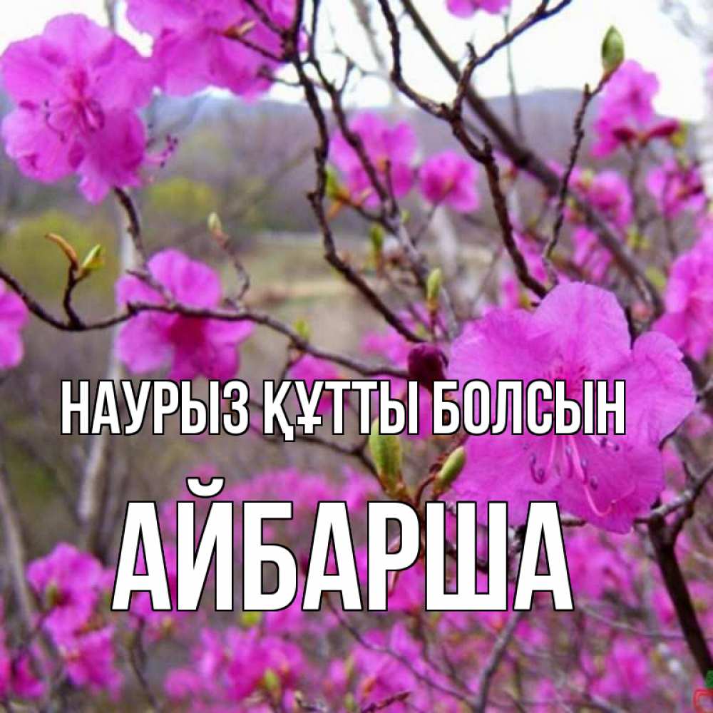 Күн сайын ашық хат с именем, АЙБАРША Наурыз құтты болсын наурыз мейрамы кутты болсын Онлайн тегін жүктеп алу тілектері бар керемет карта 