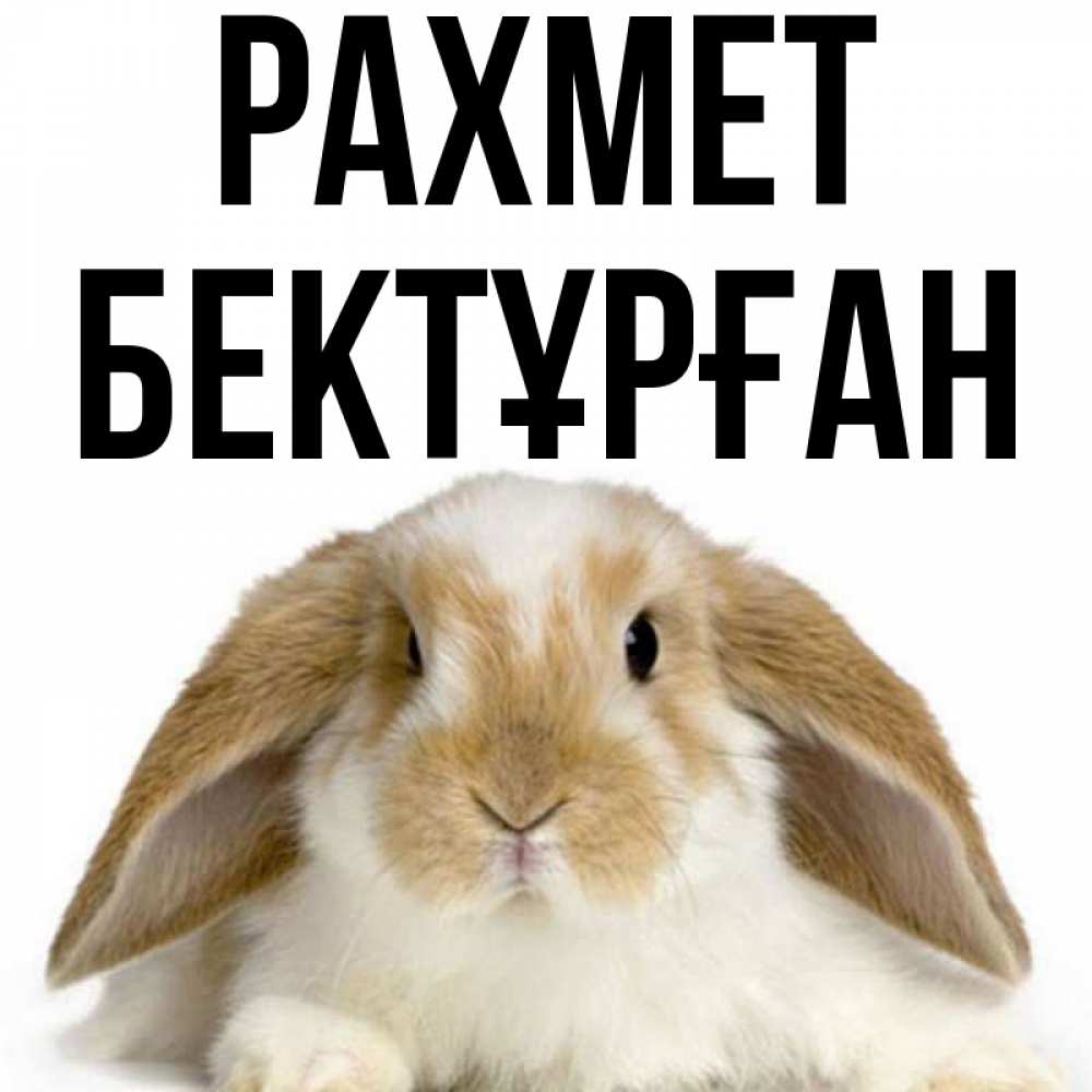 Күн сайын ашық хат с именем, Бектұрған рахмет коричнево белый заяц Онлайн тегін жүктеп алу тілектері бар керемет карта 