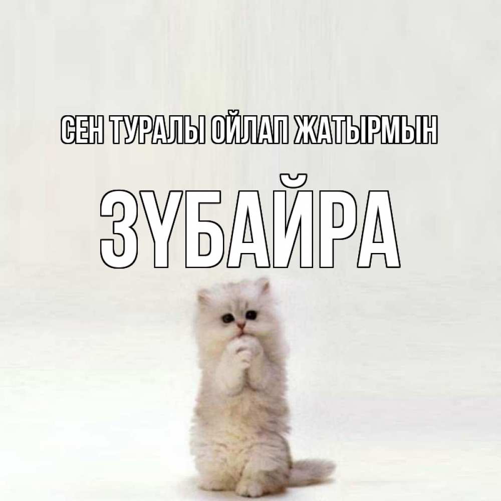 Күн сайын ашық хат с именем, ЗҮБАЙРА Сен туралы ойлап жатырмын кот стоит на задних лапах Онлайн тегін жүктеп алу тілектері бар керемет карта 