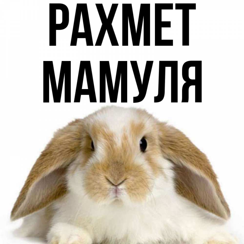 Күн сайын ашық хат с именем, Мамуля рахмет коричнево белый заяц Онлайн тегін жүктеп алу тілектері бар керемет карта 