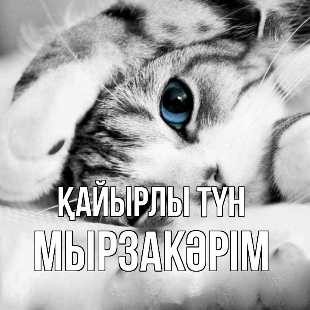 Күн сайын ашық хат с именем, Мырзакәрім Қайырлы түн кот устал Онлайн тегін жүктеп алу тілектері бар керемет карта 