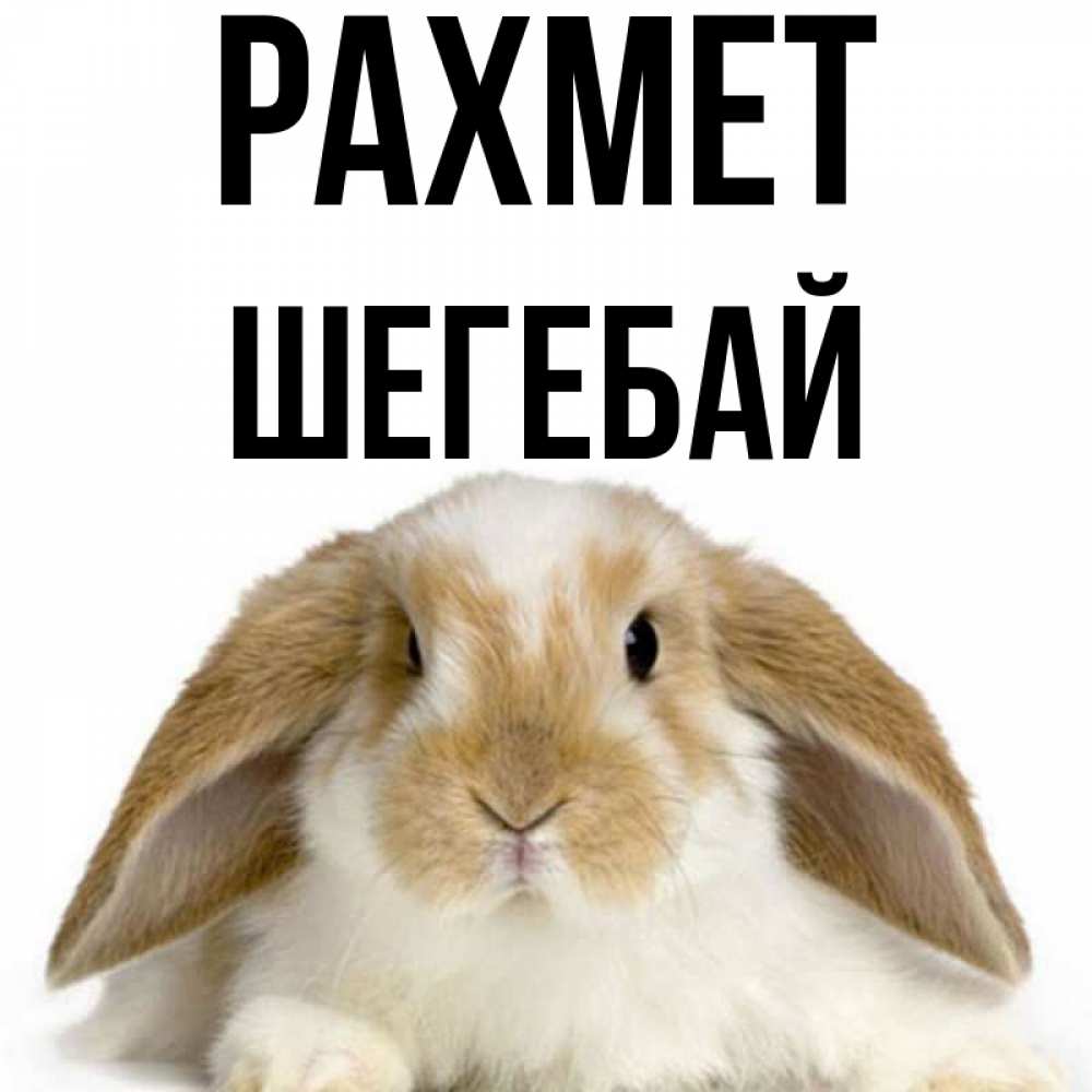 Күн сайын ашық хат с именем, ШЕГЕБАЙ рахмет коричнево белый заяц Онлайн тегін жүктеп алу тілектері бар керемет карта 