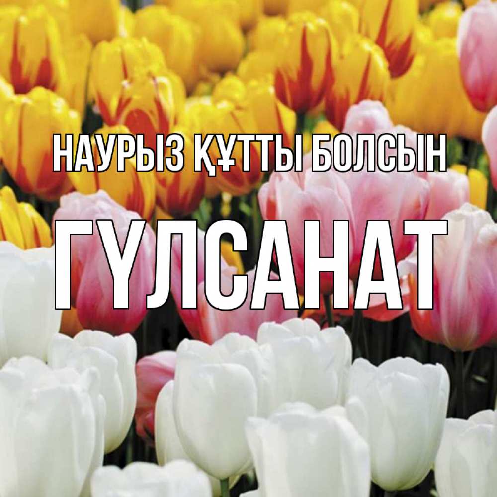 Күн сайын ашық хат с именем, ГҮЛСАНАТ Наурыз құтты болсын разноцветные цветы Онлайн тегін жүктеп алу тілектері бар керемет карта 