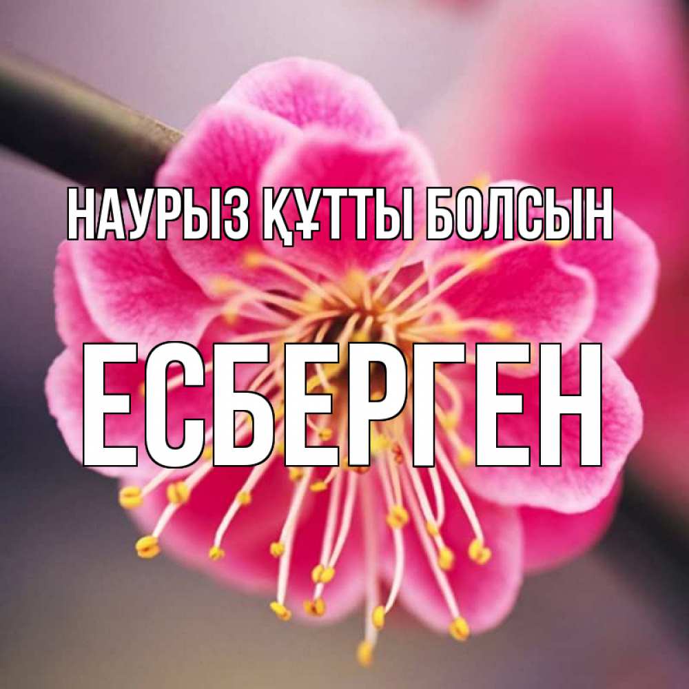 Күн сайын ашық хат с именем, Есберген Наурыз құтты болсын цветы Онлайн тегін жүктеп алу тілектері бар керемет карта 