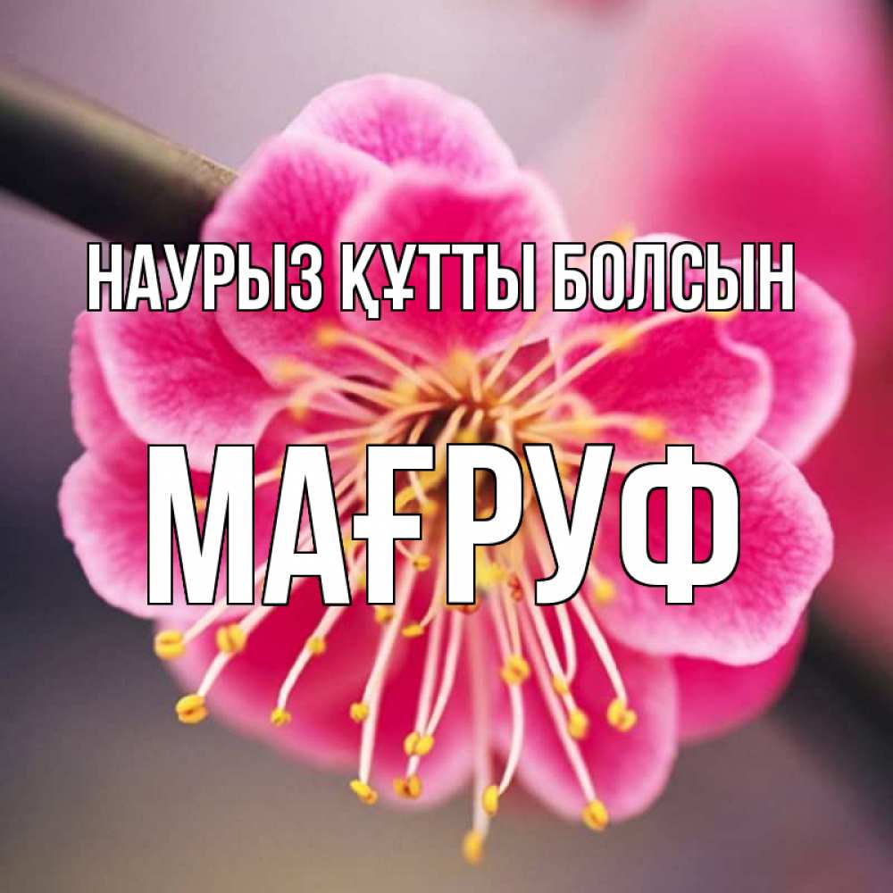 Күн сайын ашық хат с именем, МАҒРУФ Наурыз құтты болсын цветы Онлайн тегін жүктеп алу тілектері бар керемет карта 