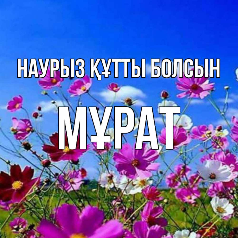 Күн сайын ашық хат с именем, МҰРАТ Наурыз құтты болсын цветы Онлайн тегін жүктеп алу тілектері бар керемет карта 