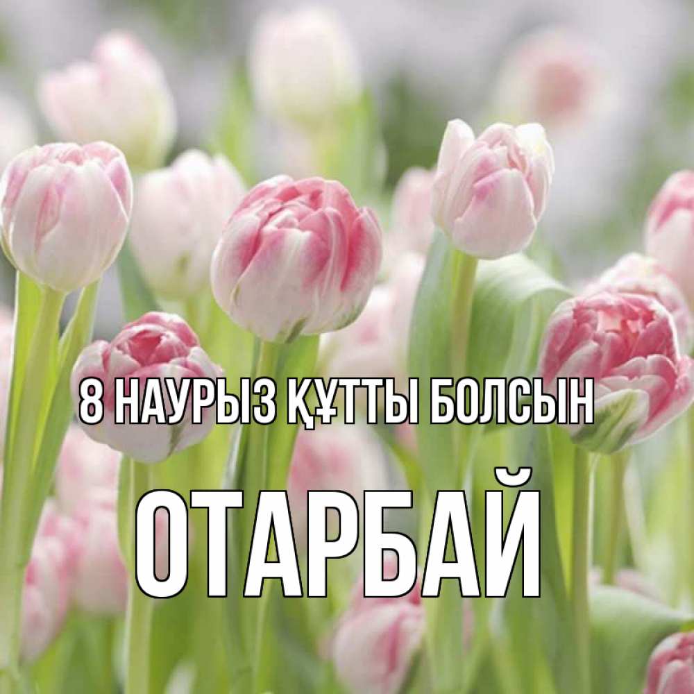 Күн сайын ашық хат с именем, ОТАРБАЙ 8 наурыз құтты болсын цветы Онлайн тегін жүктеп алу тілектері бар керемет карта 