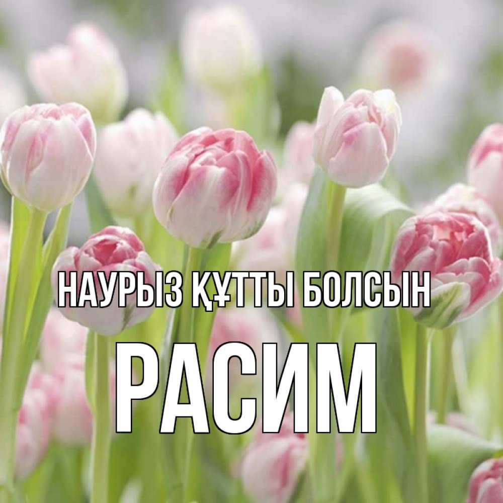 Күн сайын ашық хат с именем, Расим Наурыз құтты болсын цветы Онлайн тегін жүктеп алу тілектері бар керемет карта 