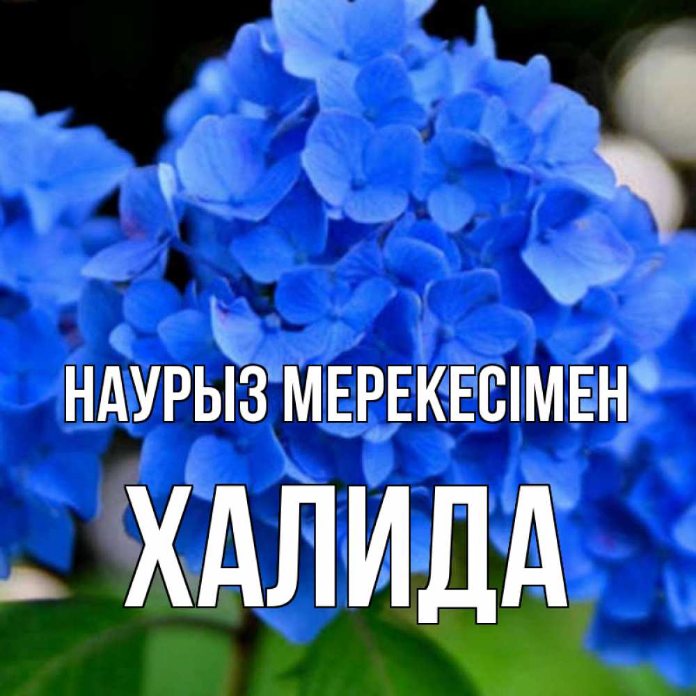 Күн сайын ашық хат с именем, ХАЛИДА Наурыз мерекесімен синие цветы Онлайн тегін жүктеп алу тілектері бар керемет карта 