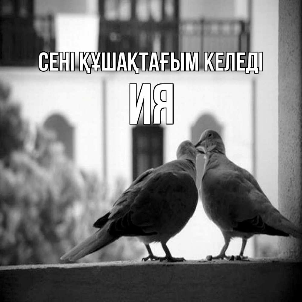 Күн сайын ашық хат с именем, Ия сені құшақтағым келеді птицы на подоконнике Онлайн тегін жүктеп алу тілектері бар керемет карта 