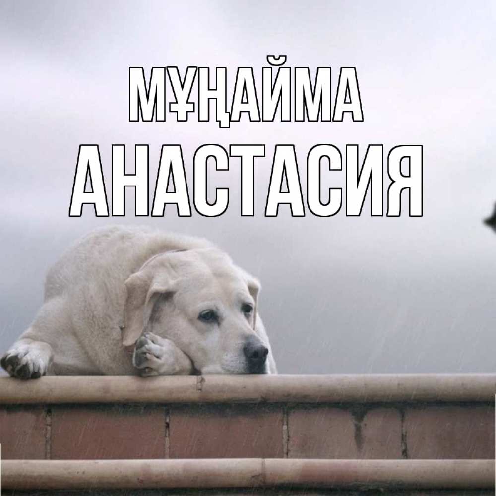 Күн сайын ашық хат с именем, Анастасия Мұңайма белый пес 1 Онлайн тегін жүктеп алу тілектері бар керемет карта 