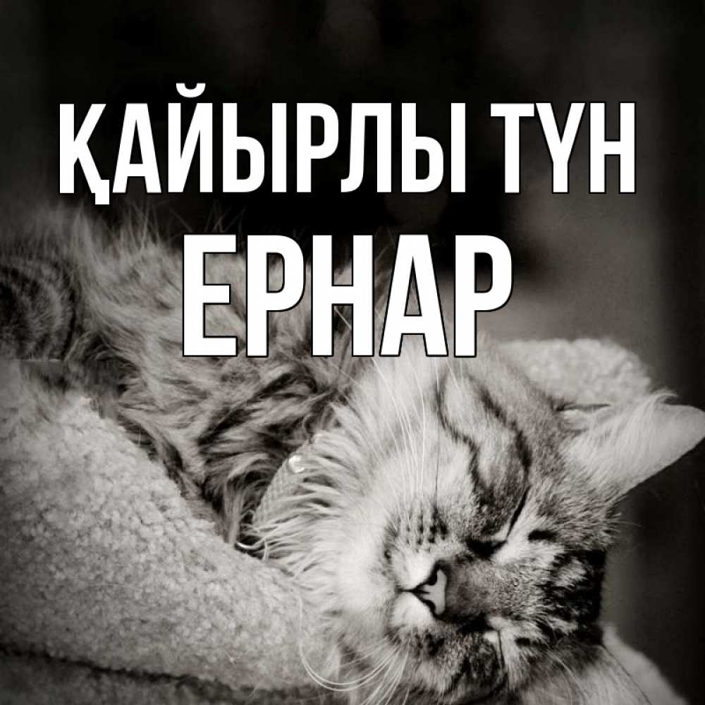 Күн сайын ашық хат с именем, Ернар Қайырлы түн котярик пушистый Онлайн тегін жүктеп алу тілектері бар керемет карта 