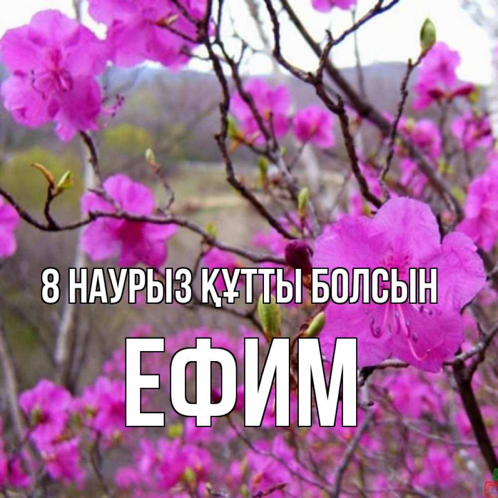 Күн сайын ашық хат с именем, Ефим 8 наурыз құтты болсын международный женский день Онлайн тегін жүктеп алу тілектері бар керемет карта 