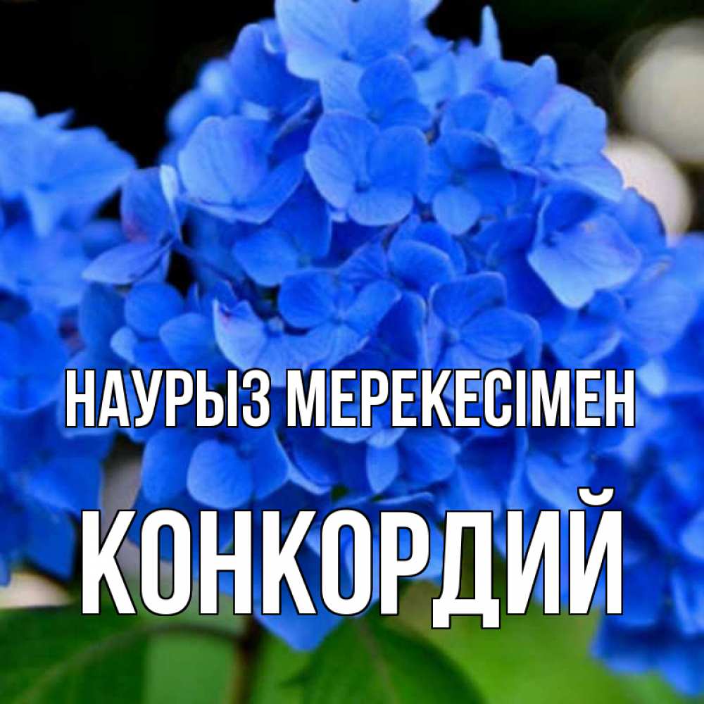 Күн сайын ашық хат с именем, Конкордий Наурыз мерекесімен синие цветы Онлайн тегін жүктеп алу тілектері бар керемет карта 