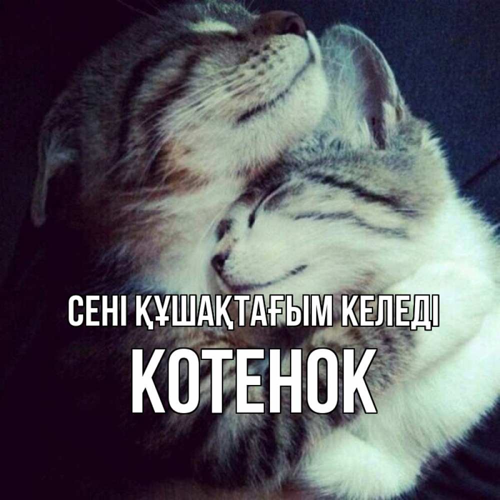 Күн сайын ашық хат с именем, Котенок сені құшақтағым келеді полосатики Онлайн тегін жүктеп алу тілектері бар керемет карта 