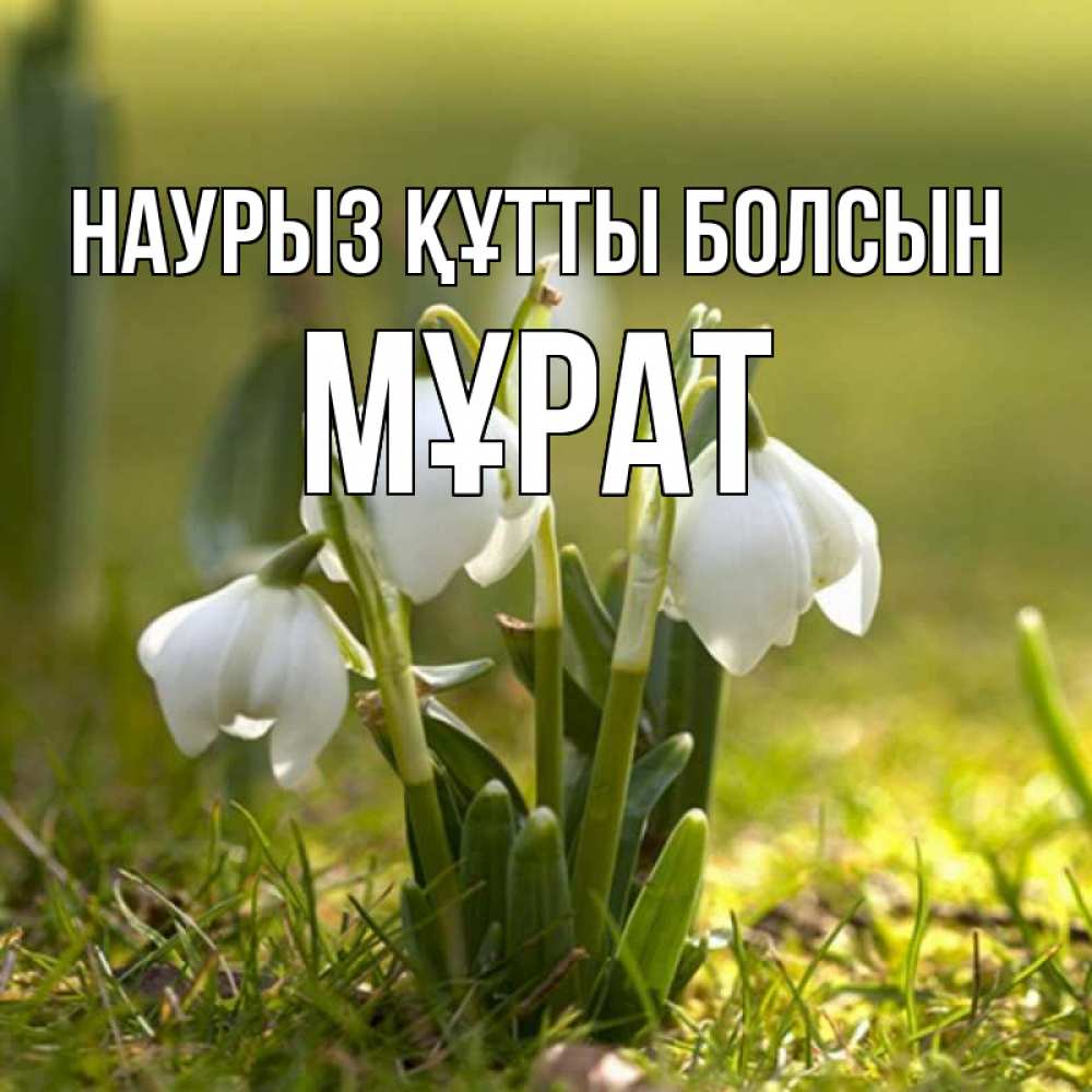 Күн сайын ашық хат с именем, МҰРАТ Наурыз құтты болсын ранние цветы 2 Онлайн тегін жүктеп алу тілектері бар керемет карта 