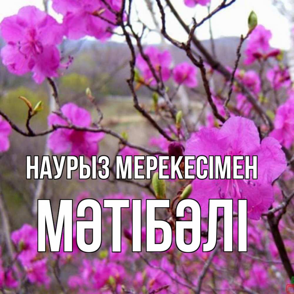 Күн сайын ашық хат с именем, МӘТІБӘЛІ Наурыз мерекесімен праздник весны наурыз Онлайн тегін жүктеп алу тілектері бар керемет карта 