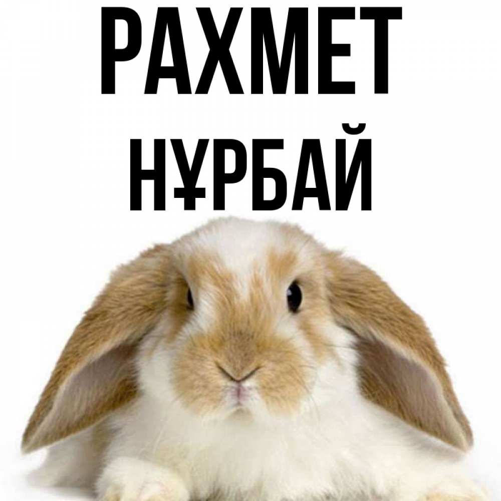 Күн сайын ашық хат с именем, НҰРБАЙ рахмет коричнево белый заяц Онлайн тегін жүктеп алу тілектері бар керемет карта 