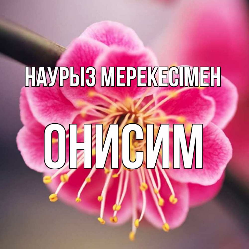 Күн сайын ашық хат с именем, Онисим Наурыз мерекесімен цветы Онлайн тегін жүктеп алу тілектері бар керемет карта 