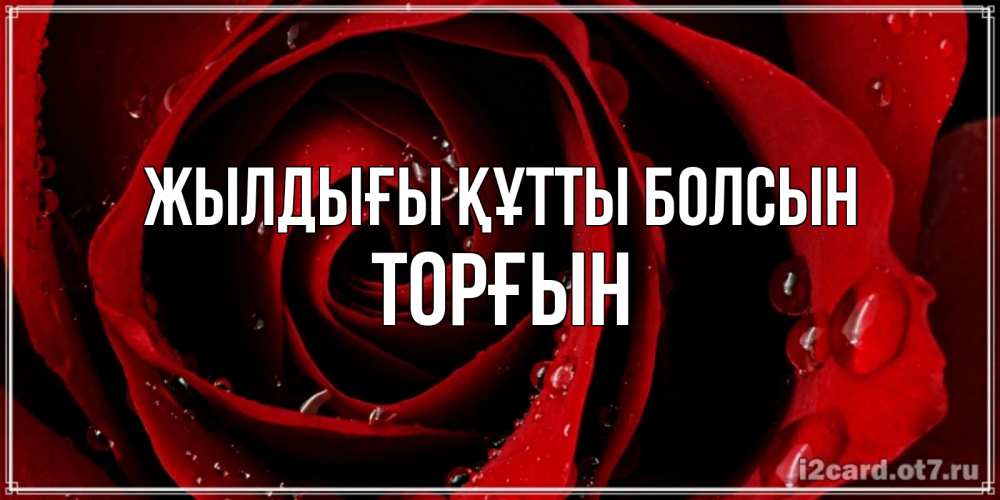 Күн сайын ашық хат с именем, ТОРҒЫН Жылдығы құтты болсын крупная бордовая роза Онлайн тегін жүктеп алу тілектері бар керемет карта 