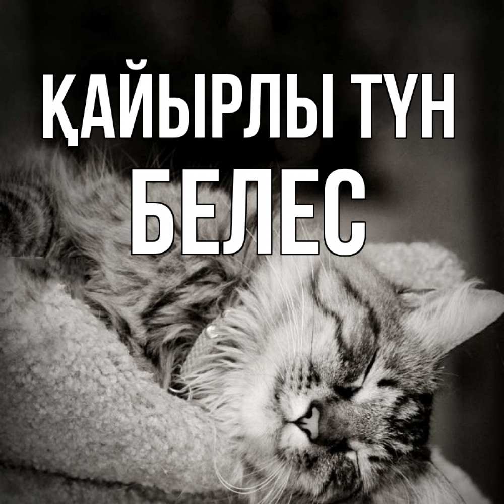 Күн сайын ашық хат с именем, Белес Қайырлы түн котярик пушистый Онлайн тегін жүктеп алу тілектері бар керемет карта 