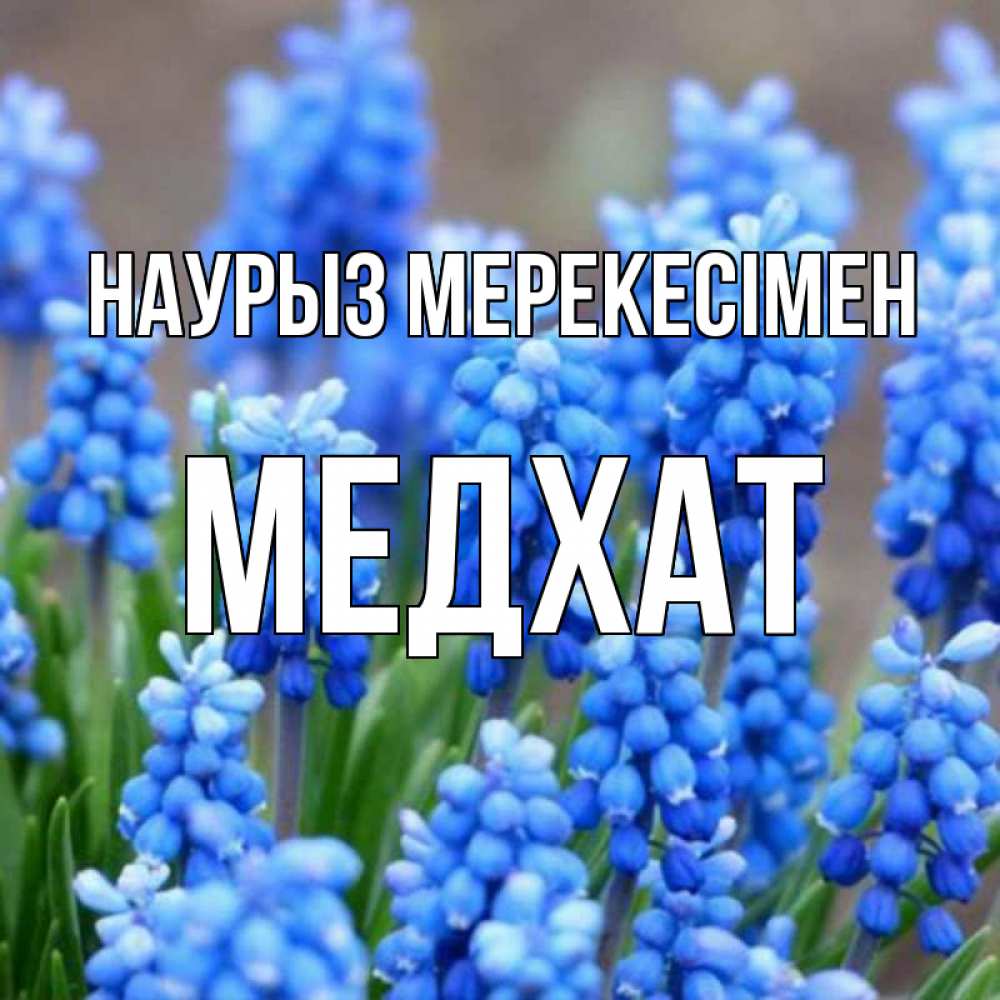 Күн сайын ашық хат с именем, МЕДХАТ Наурыз мерекесімен Поздравительная открытка для женщин с цветами на праздничную дату Онлайн тегін жүктеп алу тілектері бар керемет карта 