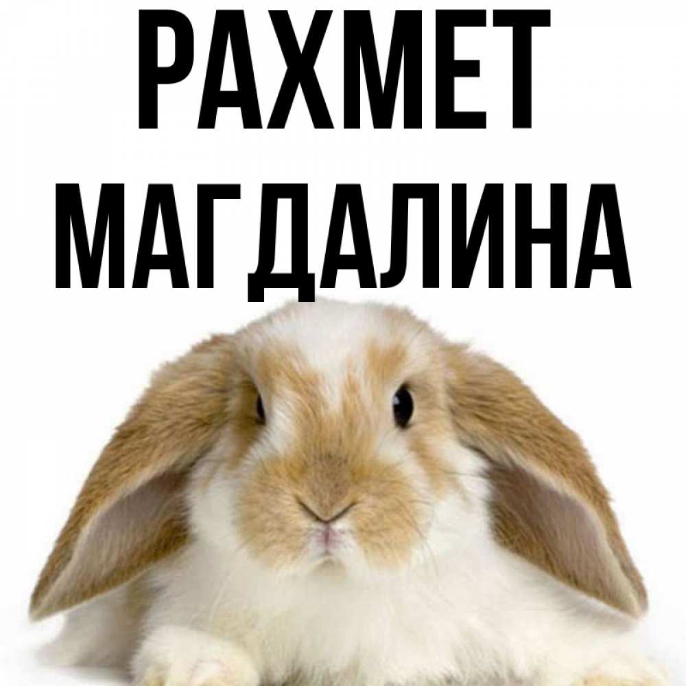 Күн сайын ашық хат с именем, Магдалина рахмет коричнево белый заяц Онлайн тегін жүктеп алу тілектері бар керемет карта 