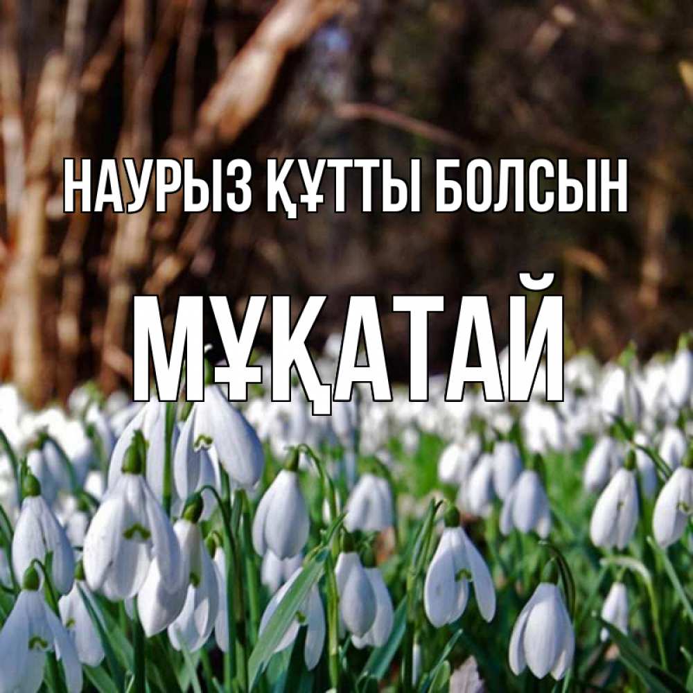Күн сайын ашық хат с именем, Мұқатай Наурыз құтты болсын с подснежниками 1 Онлайн тегін жүктеп алу тілектері бар керемет карта 