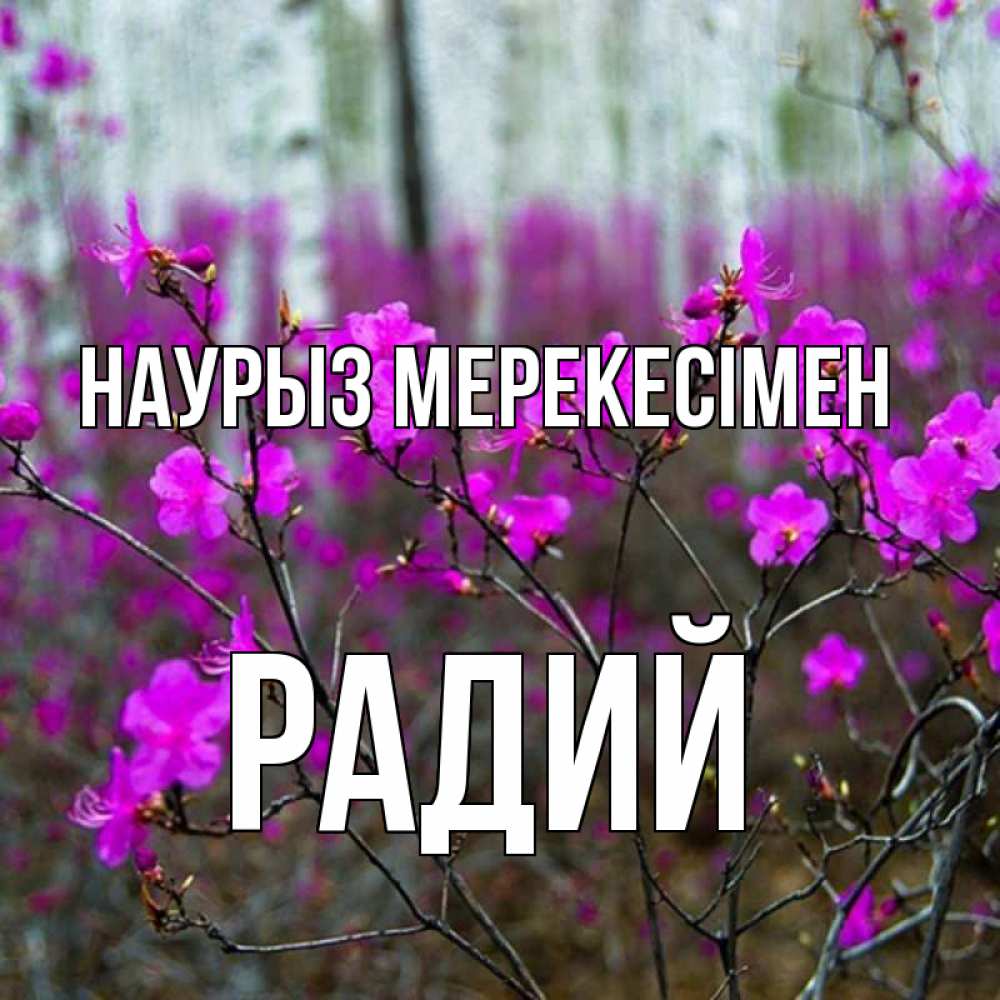 Күн сайын ашық хат с именем, Радий Наурыз мерекесімен дикие цветы Онлайн тегін жүктеп алу тілектері бар керемет карта 