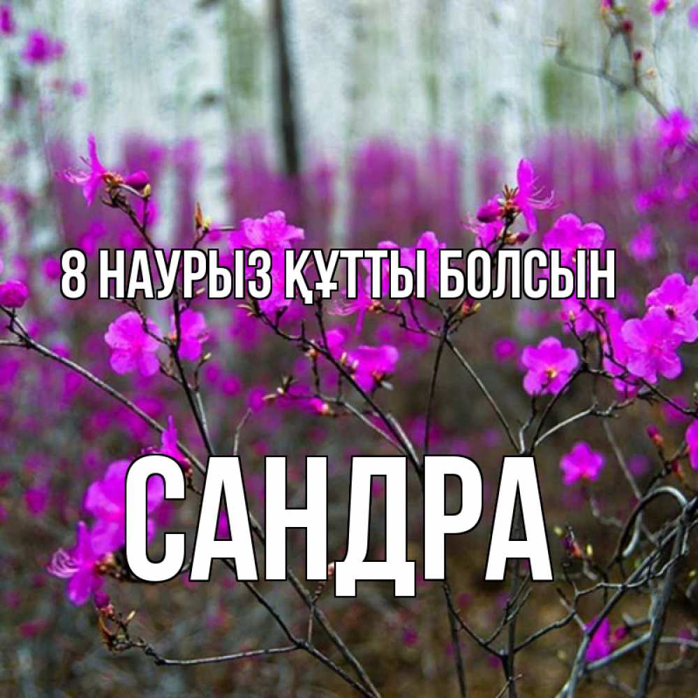 Күн сайын ашық хат с именем, Сандра 8 наурыз құтты болсын дикие цветы Онлайн тегін жүктеп алу тілектері бар керемет карта 