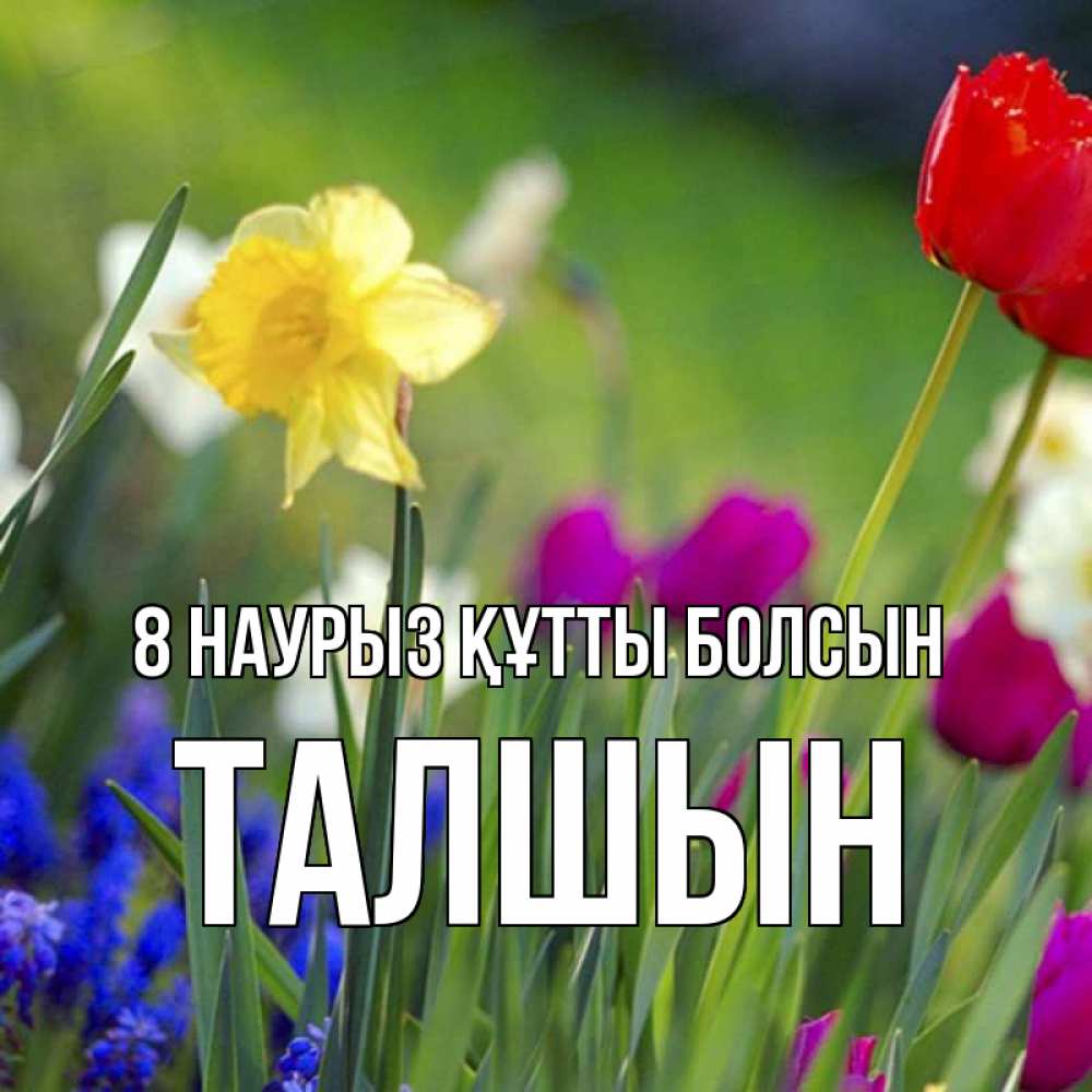 Күн сайын ашық хат с именем, ТАЛШЫН 8 наурыз құтты болсын международный женский день 3 Онлайн тегін жүктеп алу тілектері бар керемет карта 
