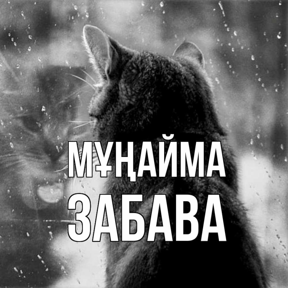 Күн сайын ашық хат с именем, Забава Мұңайма отражение кота 1 Онлайн тегін жүктеп алу тілектері бар керемет карта 