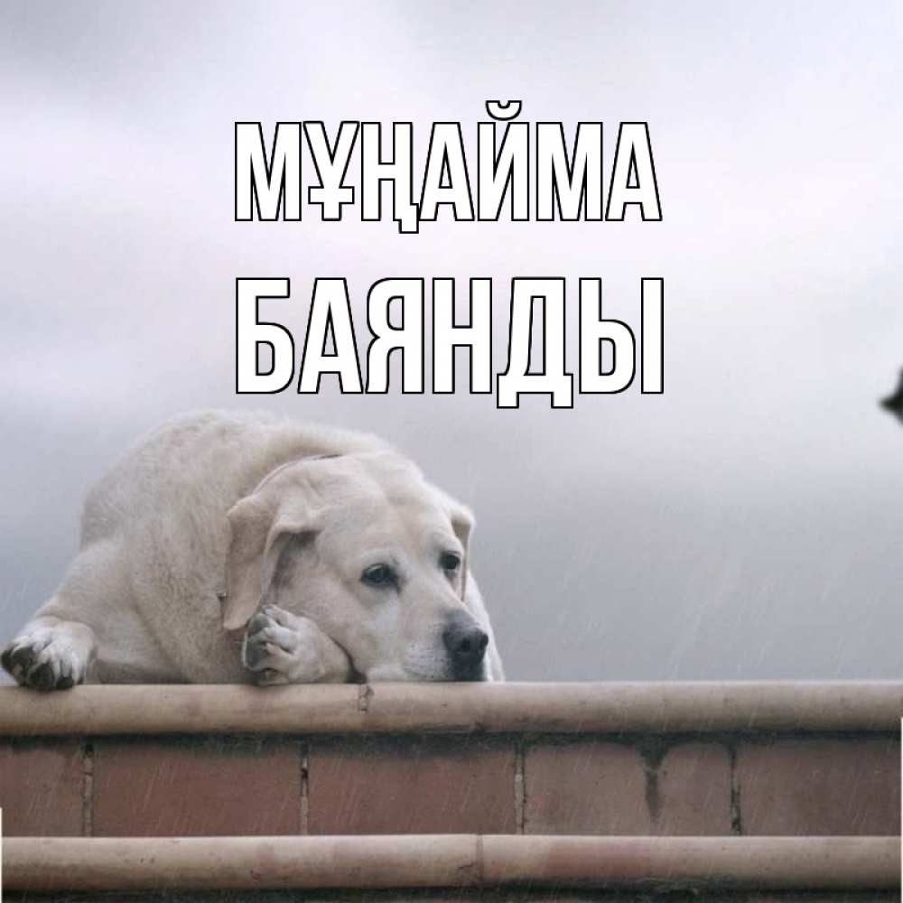 Күн сайын ашық хат с именем, Баянды Мұңайма белый пес 1 Онлайн тегін жүктеп алу тілектері бар керемет карта 