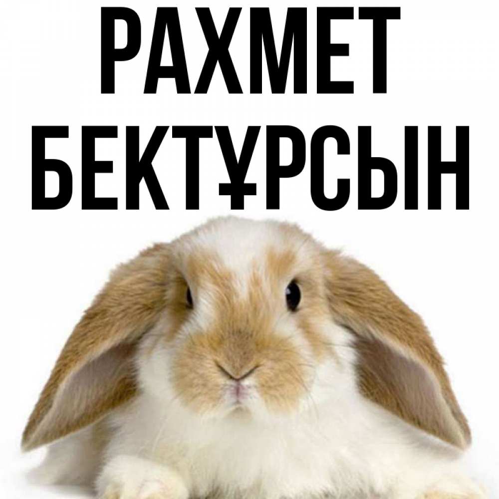 Күн сайын ашық хат с именем, Бектұрсын рахмет коричнево белый заяц Онлайн тегін жүктеп алу тілектері бар керемет карта 