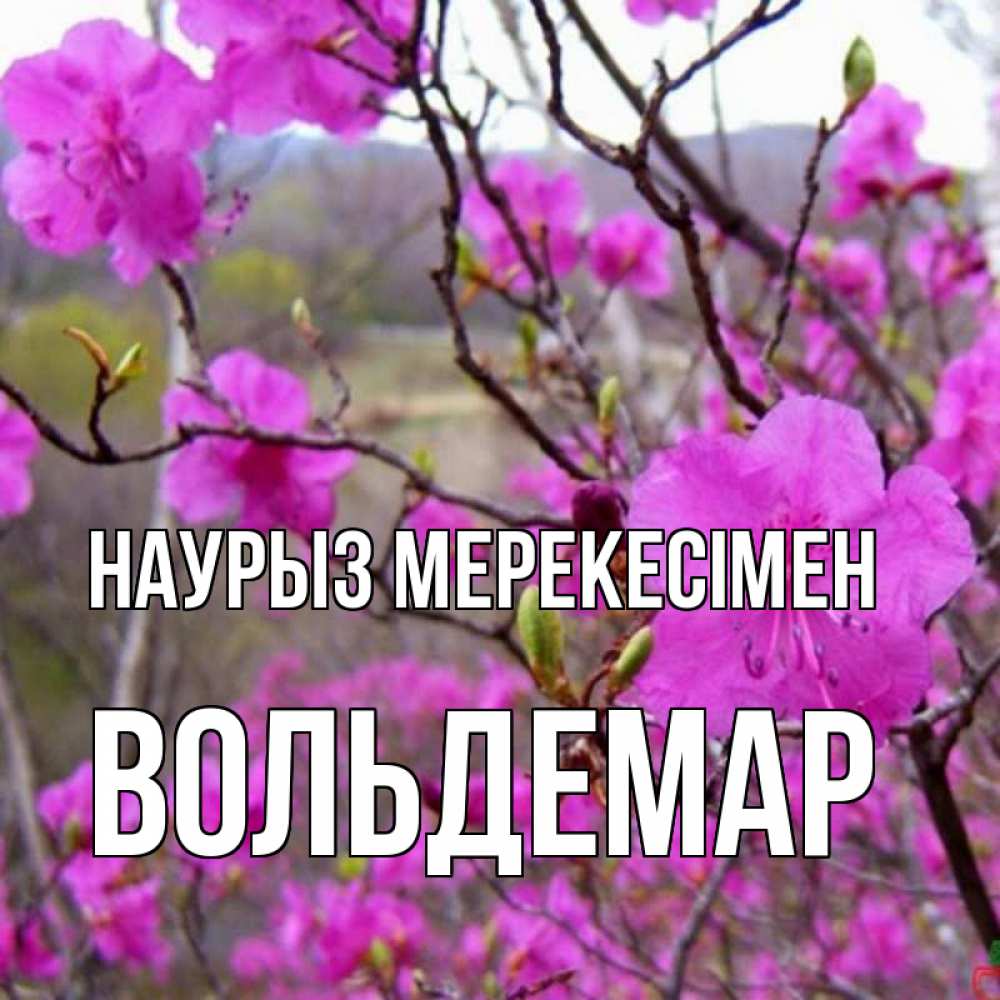 Күн сайын ашық хат с именем, Вольдемар Наурыз мерекесімен праздник весны наурыз Онлайн тегін жүктеп алу тілектері бар керемет карта 