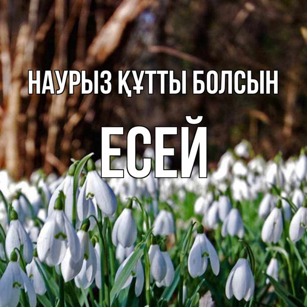 Күн сайын ашық хат с именем, Есей Наурыз құтты болсын с подснежниками 1 Онлайн тегін жүктеп алу тілектері бар керемет карта 