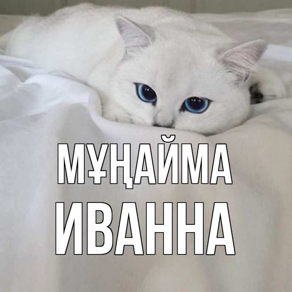 Күн сайын ашық хат с именем, Иванна Мұңайма белый кот с голубыми глазами на белоснежной кровати Онлайн тегін жүктеп алу тілектері бар керемет карта 