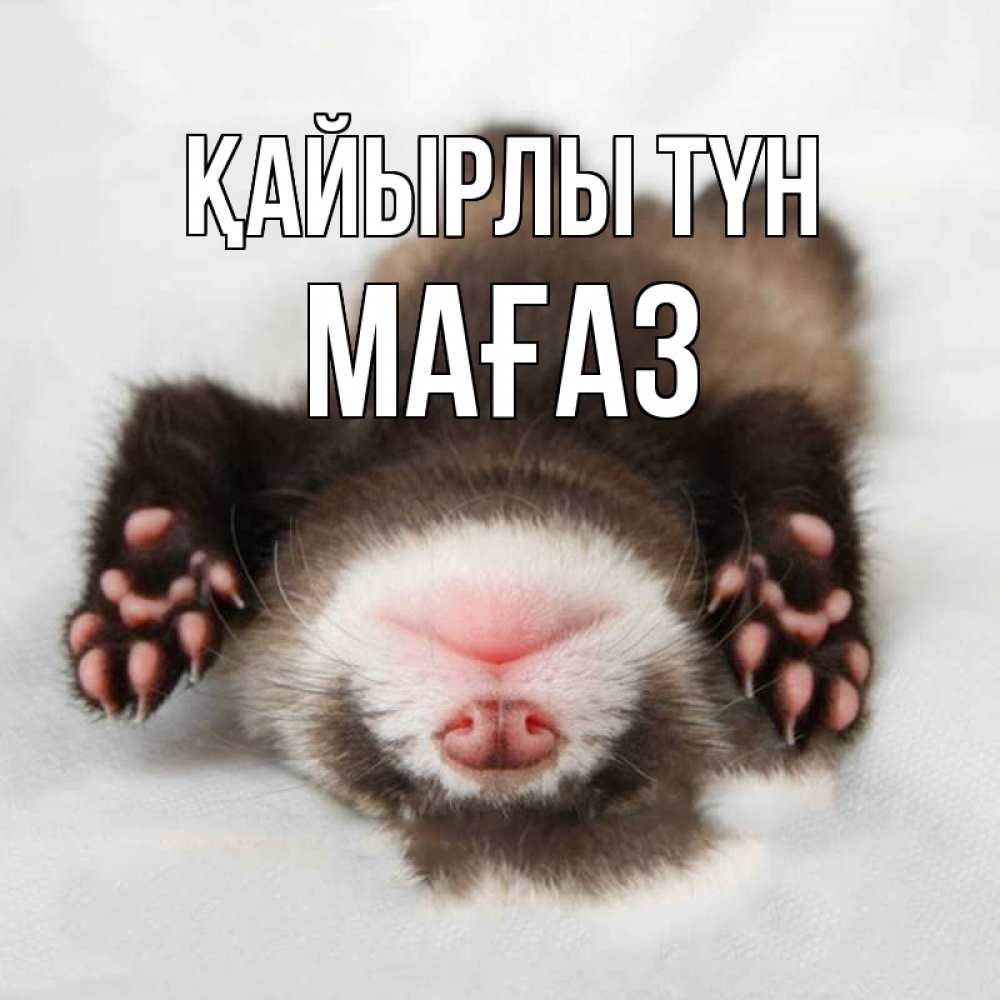 Күн сайын ашық хат с именем, МАҒАЗ Қайырлы түн зверек Онлайн тегін жүктеп алу тілектері бар керемет карта 