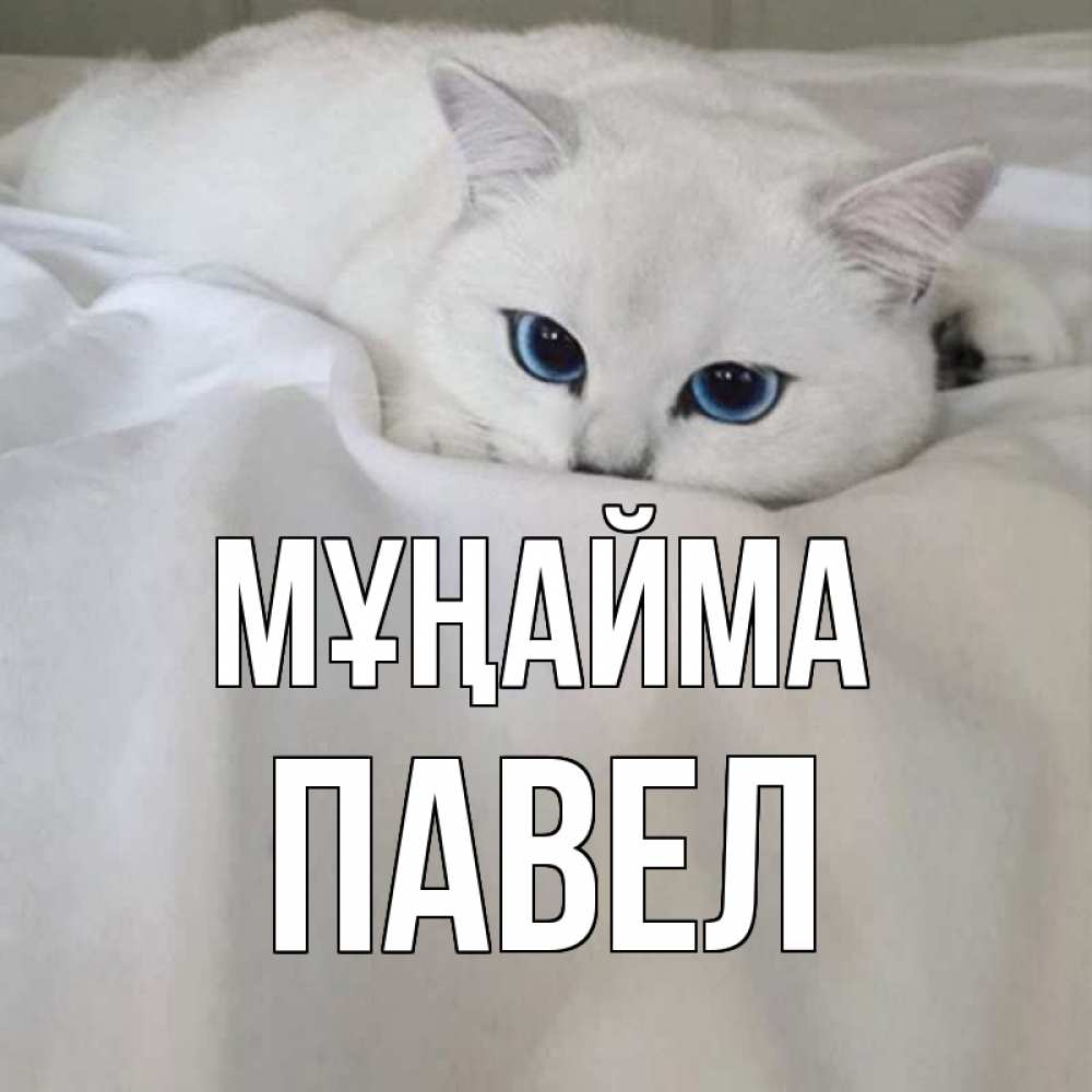 Күн сайын ашық хат с именем, Павел Мұңайма белый кот с голубыми глазами на белоснежной кровати Онлайн тегін жүктеп алу тілектері бар керемет карта 