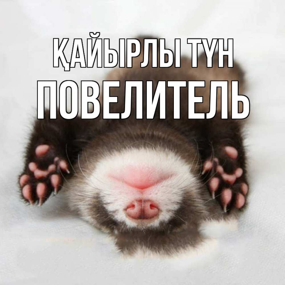 Күн сайын ашық хат с именем, Повелитель Қайырлы түн зверек Онлайн тегін жүктеп алу тілектері бар керемет карта 