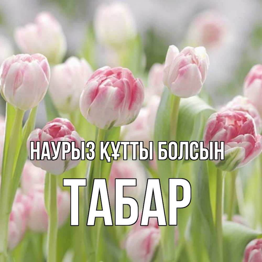 Күн сайын ашық хат с именем, ТАБАР Наурыз құтты болсын цветы Онлайн тегін жүктеп алу тілектері бар керемет карта 