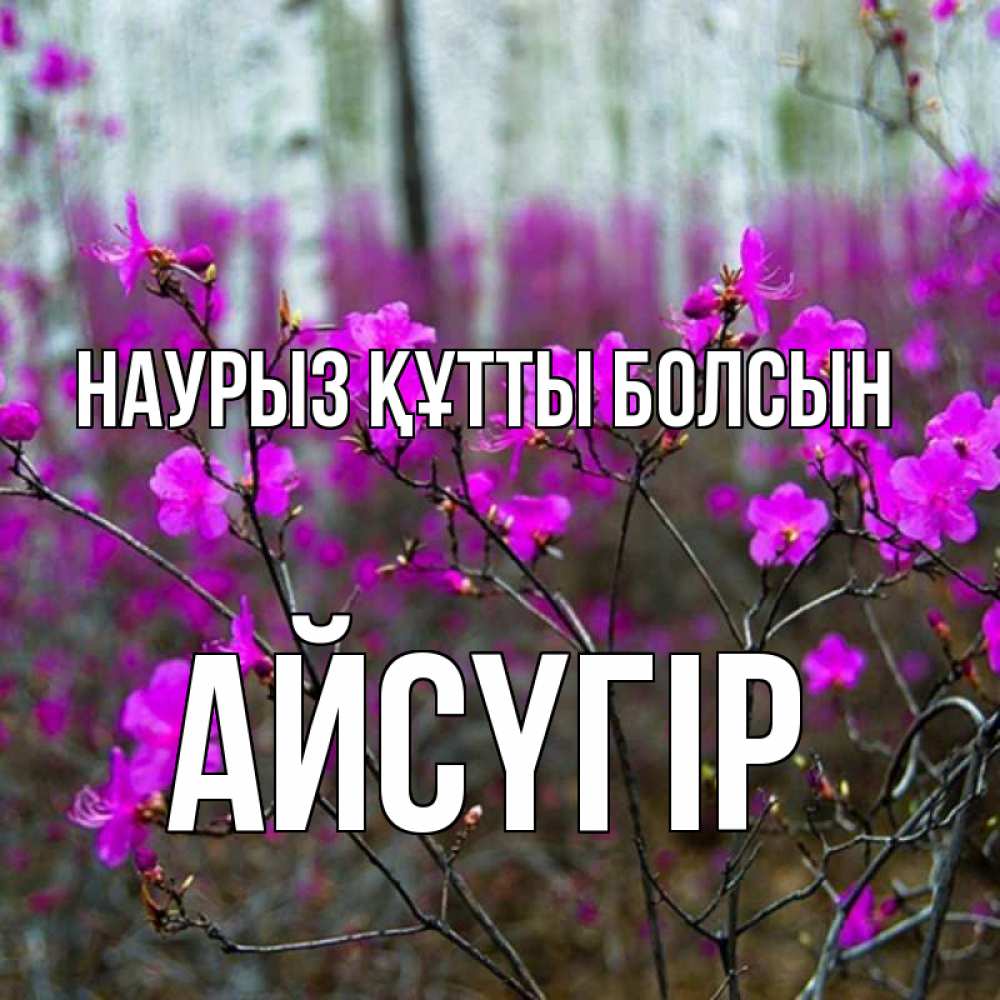 Күн сайын ашық хат с именем, Айсүгір Наурыз құтты болсын дикие цветы Онлайн тегін жүктеп алу тілектері бар керемет карта 