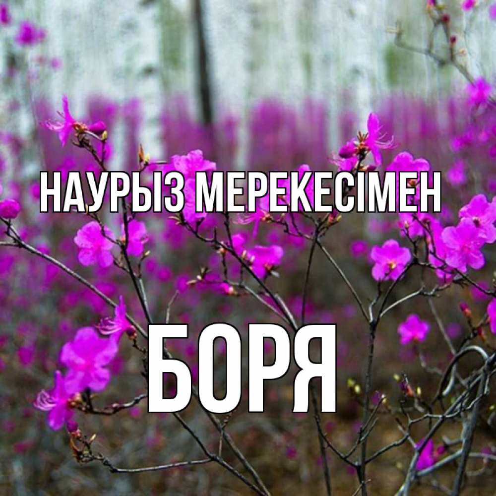 Күн сайын ашық хат с именем, Боря Наурыз мерекесімен дикие цветы Онлайн тегін жүктеп алу тілектері бар керемет карта 